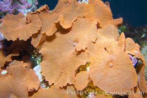 Mushroom leather coral, Sarcophyton