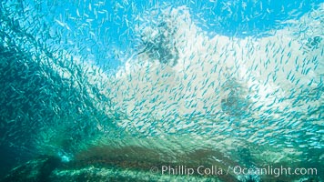 Sardines and Scad, Los Islotes, Sea of Cortez, Mexico