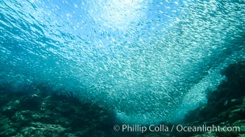 Sardines and Scad, Los Islotes, Sea of Cortez, Mexico