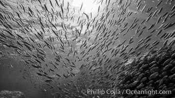 Sardines and Scad, Los Islotes, Sea of Cortez, Mexico