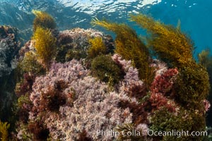 Sargassum and Marine Algae, Coronado Islands, Mexico, Coronado Islands (Islas Coronado)