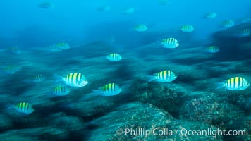 Sargeant majors swimming over rocky reef, sunset,, Sea of Cortez