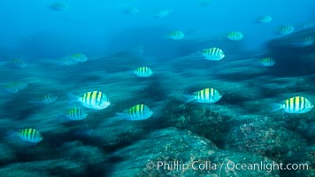 Sargeant majors swimming over rocky reef, sunset,, Sea of Cortez