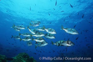 Sargo, Anisotremus davidsonii, San Benito Islands (Islas San Benito)