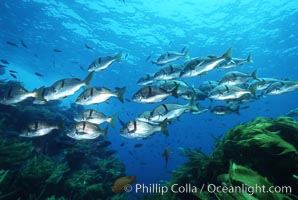 Sargo, Islas San Benito, Anisotremus davidsonii, San Benito Islands (Islas San Benito)