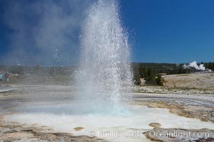 Sawmill Geyser erupting.  Sawmill Geyser is a fountain-type geyser and, in some circumstances, can be erupting about one-third of the time up to heights of 35 feet.  Upper Geyser Basin, Yellowstone National Park, Wyoming