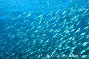 Scad Schooling, Isla Partida, Sea of Cortez