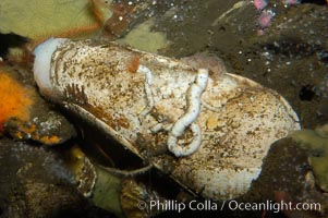 Scale-sided piddock, Parapholas californica