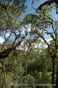 Scalesia forest, highlands of Santa Cruz Island near Twin Craters, Scalesia