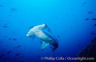 Scalloped hammerhead shark swims underwater at Cocos Island.  The hammerheads eyes and other sensor organs are placed far apart on its wide head to give the shark greater ability to sense the location of prey, Sphyrna lewini