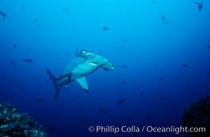 Scalloped hammerhead shark, Sphyrna lewini, Cocos Island