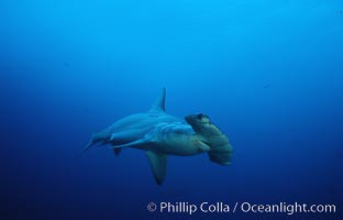 Scalloped hammerhead shark, Sphyrna lewini, Cocos Island