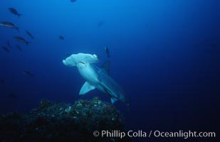 Scalloped hammerhead shark, Sphyrna lewini, Cocos Island