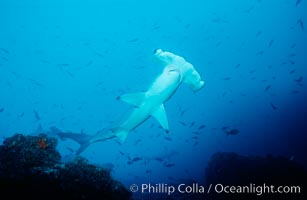 Scalloped hammerhead shark, Sphyrna lewini, Cocos Island