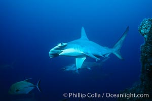 Scalloped hammerhead shark. Cocos Island, Costa Rica, Sphyrna lewini, natural history stock photograph, photo id 03199