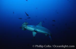 Scalloped hammerhead shark, Sphyrna lewini, Cocos Island