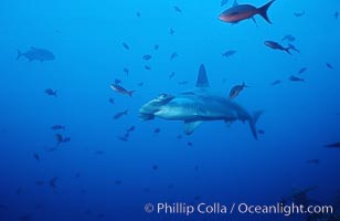 Scalloped hammerhead shark, Sphyrna lewini, Cocos Island