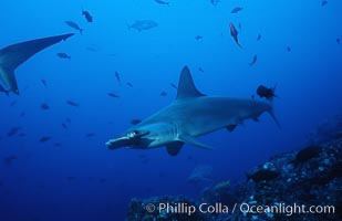 Scalloped hammerhead shark, Sphyrna lewini, Cocos Island