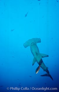 Scalloped hammerhead shark, Sphyrna lewini, Cocos Island