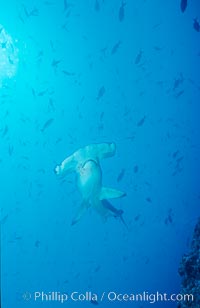 Scalloped hammerhead shark, Sphyrna lewini, Cocos Island