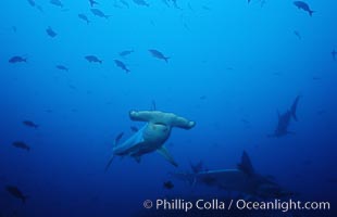 Scalloped hammerhead shark, Sphyrna lewini, Cocos Island