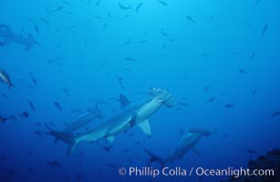 Scalloped hammerhead shark. Cocos Island, Costa Rica, Sphyrna lewini, natural history stock photograph, photo id 03208