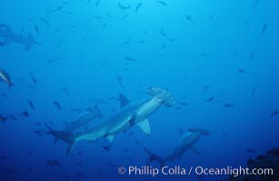 Scalloped hammerhead shark, Sphyrna lewini, Cocos Island