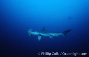 Scalloped hammerhead shark, Sphyrna lewini, Cocos Island