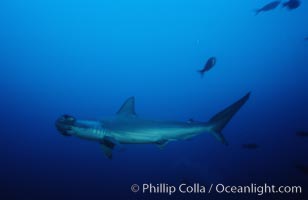 Scalloped hammerhead shark, Sphyrna lewini, Cocos Island