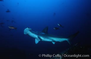 Scalloped hammerhead shark, Sphyrna lewini, Cocos Island