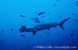 Scalloped hammerhead shark. Cocos Island, Costa Rica, Sphyrna lewini, natural history stock photograph, photo id 03214