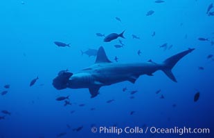 Scalloped hammerhead shark, Sphyrna lewini, Cocos Island