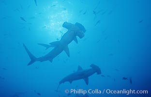 Scalloped hammerhead shark. Cocos Island, Costa Rica, Sphyrna lewini, natural history stock photograph, photo id 03215