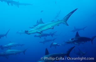 Scalloped hammerhead shark, Sphyrna lewini, Cocos Island