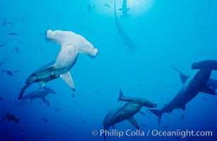 Scalloped hammerhead sharks, schooling over reef.