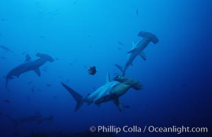 Scalloped hammerhead shark, Sphyrna lewini, Cocos Island