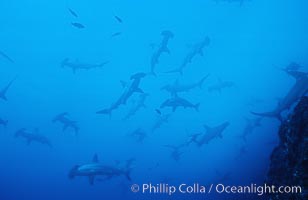 Scalloped hammerhead shark. Cocos Island, Costa Rica, Sphyrna lewini, natural history stock photograph, photo id 03220