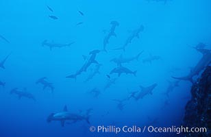 Scalloped hammerhead shark, Sphyrna lewini, Cocos Island