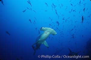 Scalloped hammerhead shark, Sphyrna lewini, Cocos Island