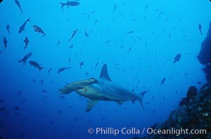 Scalloped hammerhead shark, Sphyrna lewini, Cocos Island