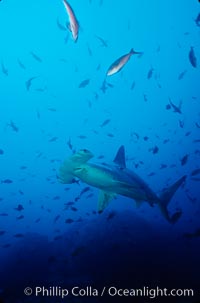 Scalloped hammerhead shark, Sphyrna lewini, Cocos Island