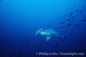 Scalloped hammerhead shark, Sphyrna lewini, Cocos Island