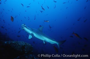 Scalloped hammerhead shark, Sphyrna lewini, Cocos Island