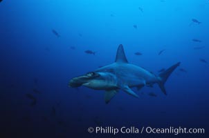 Scalloped hammerhead shark, Sphyrna lewini, Cocos Island