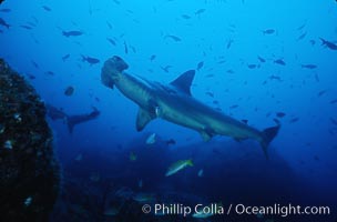 Scalloped hammerhead shark, Sphyrna lewini, Cocos Island