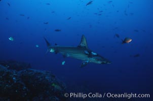 Scalloped hammerhead shark, Sphyrna lewini, Cocos Island