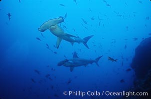 Scalloped hammerhead shark, Sphyrna lewini, Cocos Island