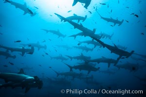 Hammerhead sharks, schooling, black and white / grainy, Sphyrna lewini, Darwin Island