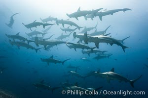 Hammerhead sharks, schooling, Sphyrna lewini, Darwin Island