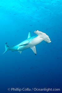 Scalloped hammerhead shark, Sphyrna lewini, Wolf Island